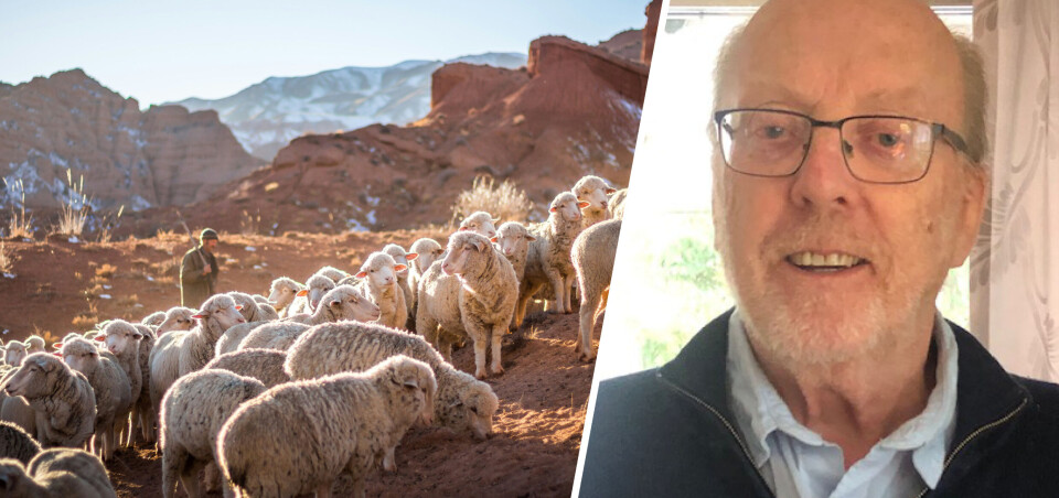 Det är inte bara Herden själv som ska lämna de övriga för att söka upp de förlorade! Det är alla kristnas kallelse. En förmån och en plikt, skriver Hans Sundberg utifrån Jesus liknelse om det förlorade fåret.